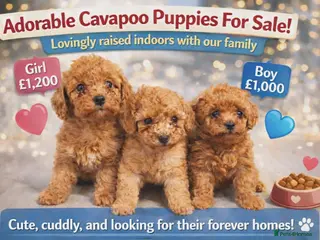 Cavapoo dogs Cavapoo x toy poodle puppies - Advert 18
