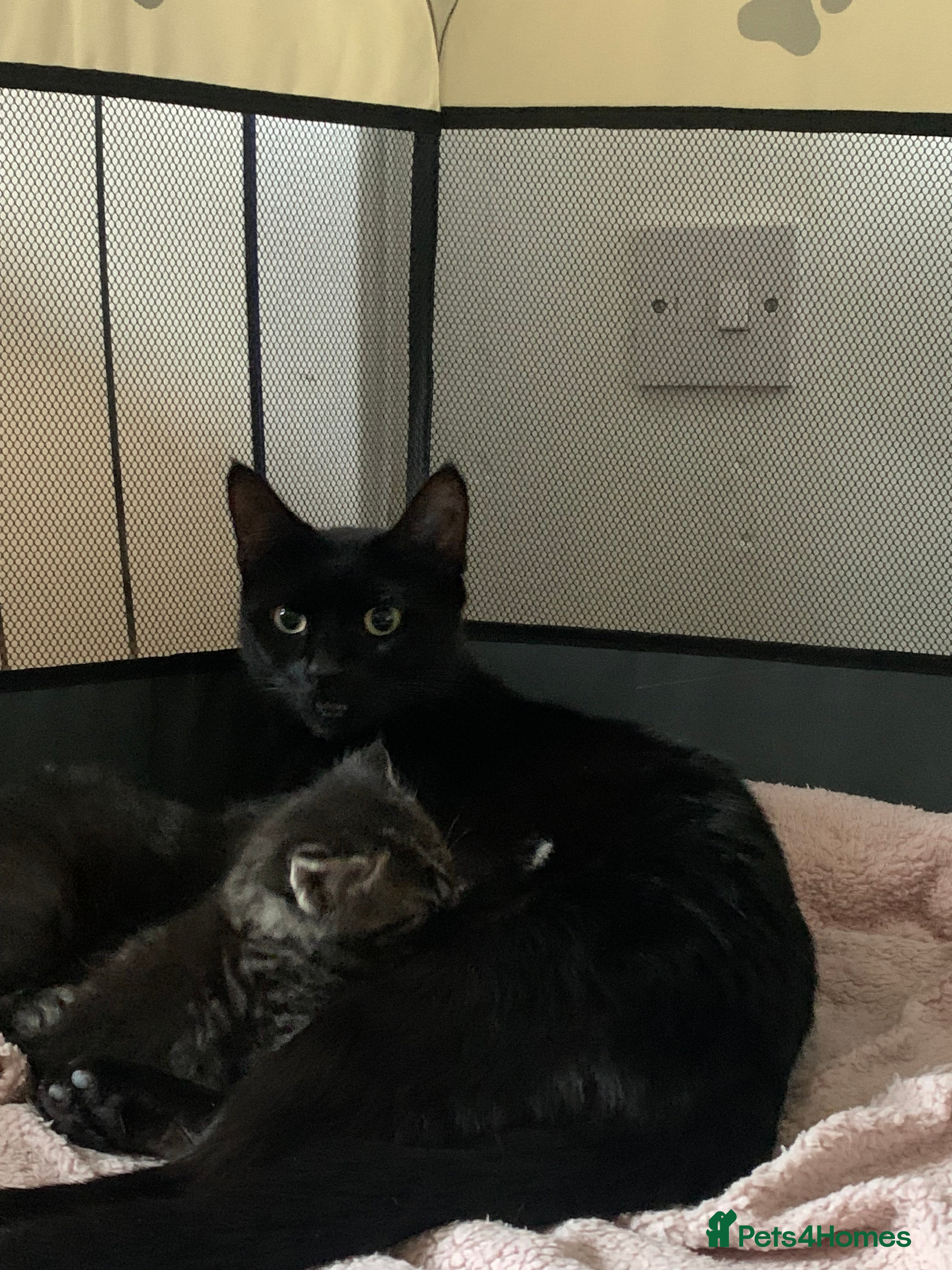 Mixed Breed cats Kittens for sale - Advert 1