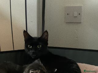 Mixed Breed cats Kittens for sale - Advert 1