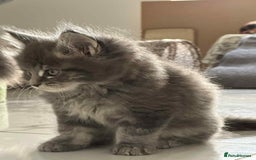 Maine Coon cats for sale: Stunning Mainecoon Kittens - Image 18