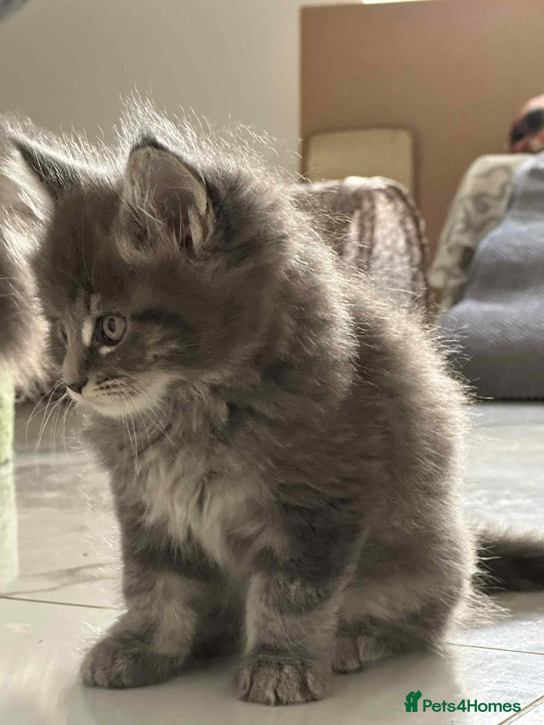 Maine Coon cats for sale: Stunning Mainecoon Kittens - Image 18