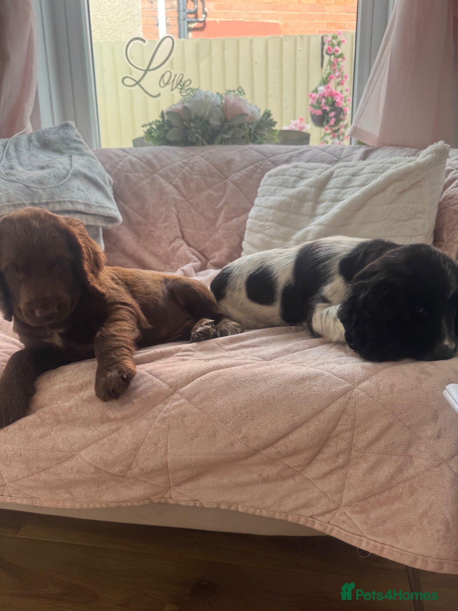 Cocker Spaniel dogs Beautiful litter of cocker spaniel puppies - Advert 2
