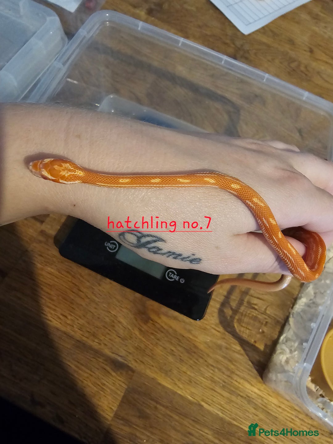 Corn Snake reptiles for sale: Beautiful corn snakes  - Image 34