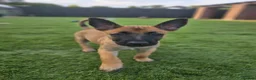 Belgian Shepherd Dog dogs for sale: 2 Belgian Malinois female pups - Advert 6