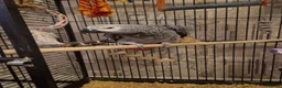 Parrots birds for sale: African gray  - Advert 1