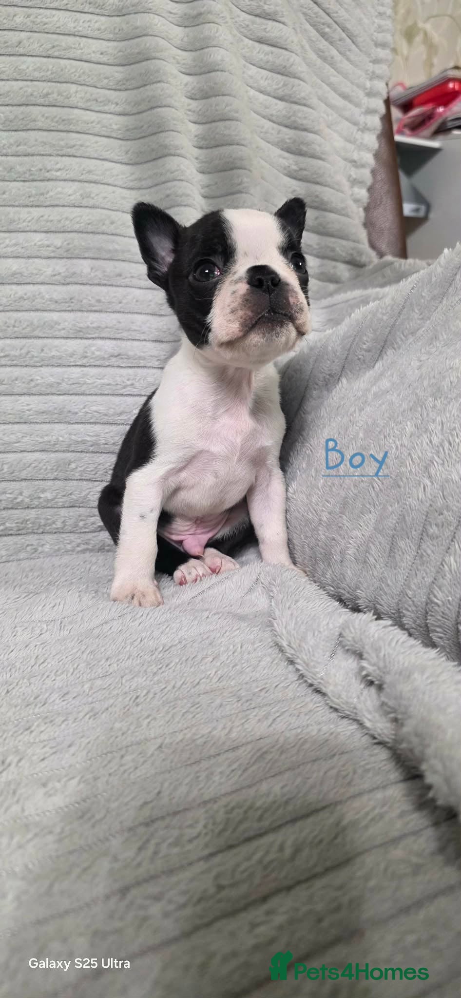 Boston Terrier dogs WILDAX KC REGISTERED PUPPIES - Advert 2