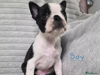 Boston Terrier dogs WILDAX KC REGISTERED PUPPIES - Advert 2
