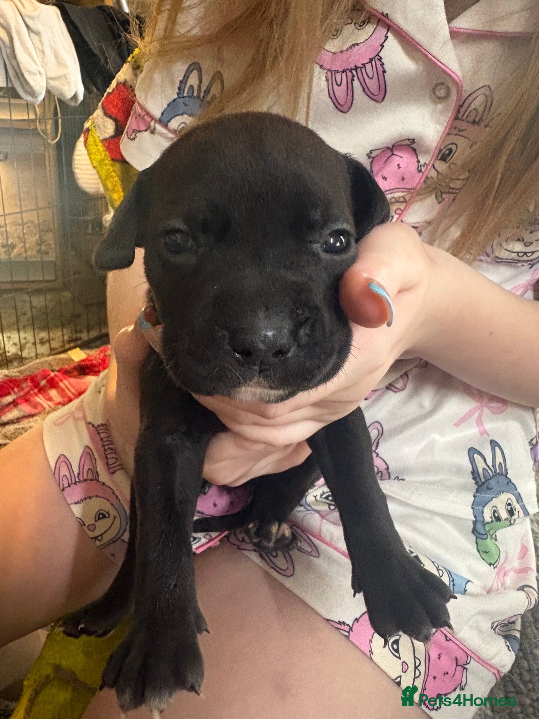 Mixed Breed dogs for sale: Staffy pups - Advert 19