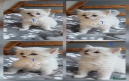 Ragdoll cats for sale: HCM/PKD clear ragdoll boys - Image 9