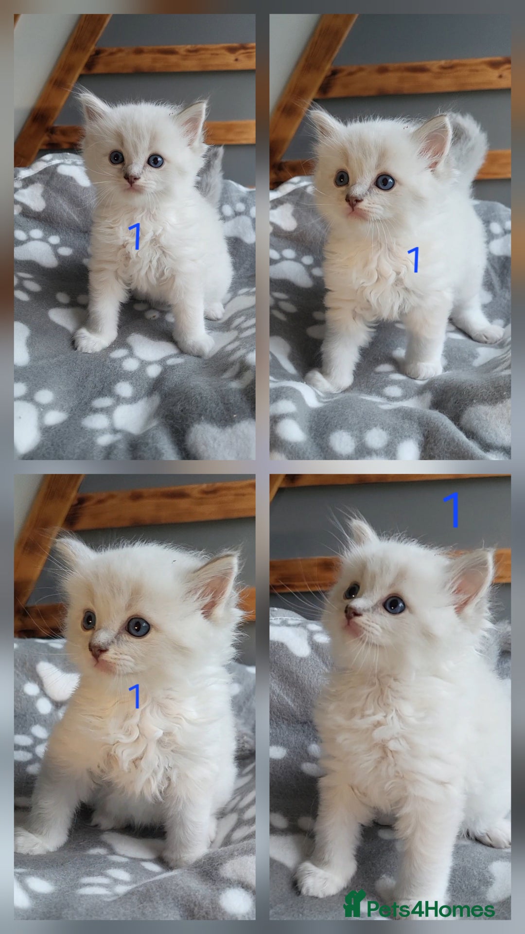 Ragdoll cats for sale: HCM/PKD clear ragdoll boys - Image 9