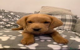 Double Doodle dogs for sale: Beautiful rare litter of Double Doodles - Image 1