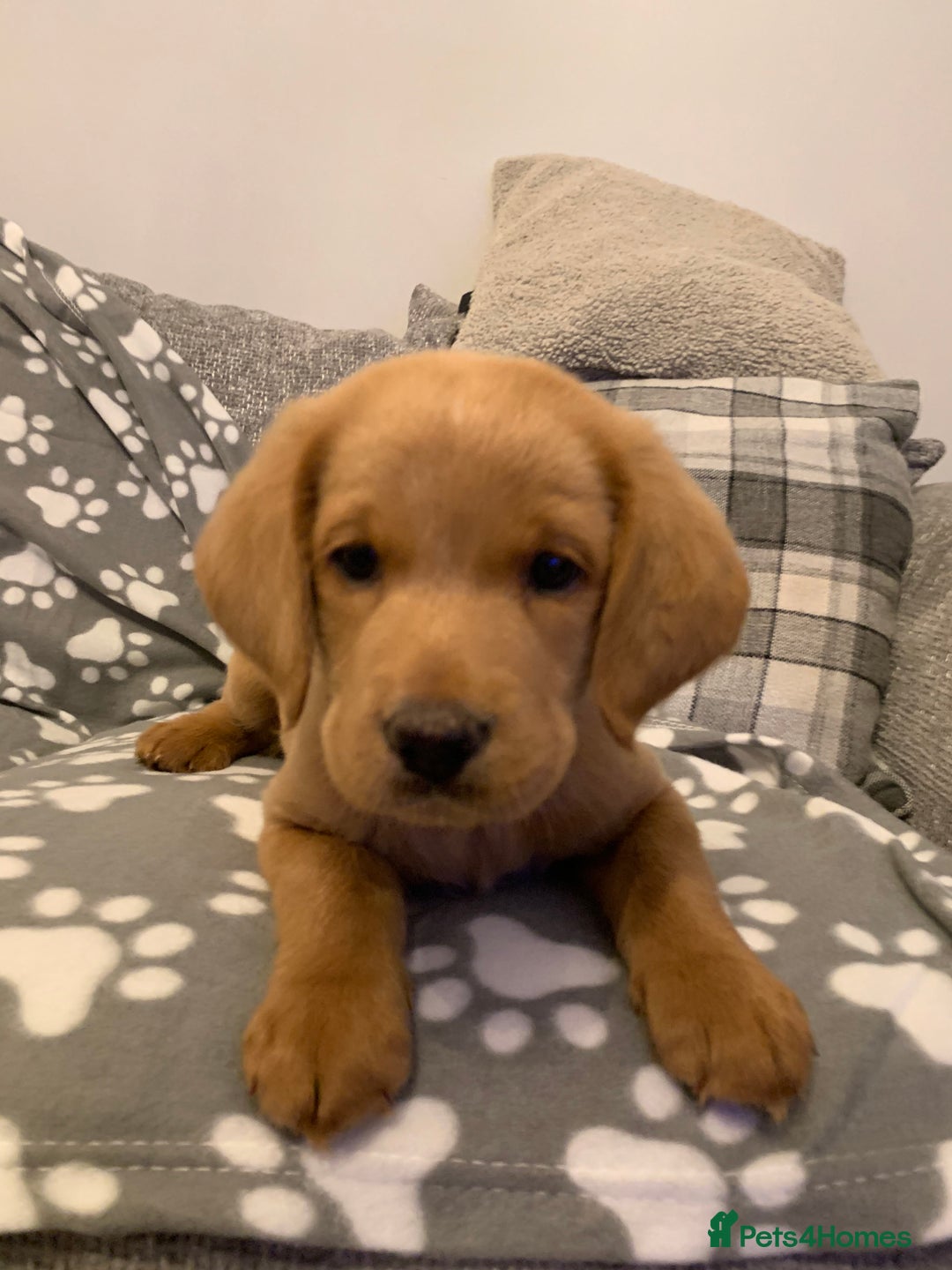 Double Doodle dogs for sale: Beautiful rare litter of Double Doodles - Image 1