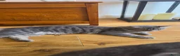 Maine Coon cats for sale: Maincoon kittens two female 2 male  in Bridgend - Advert 11