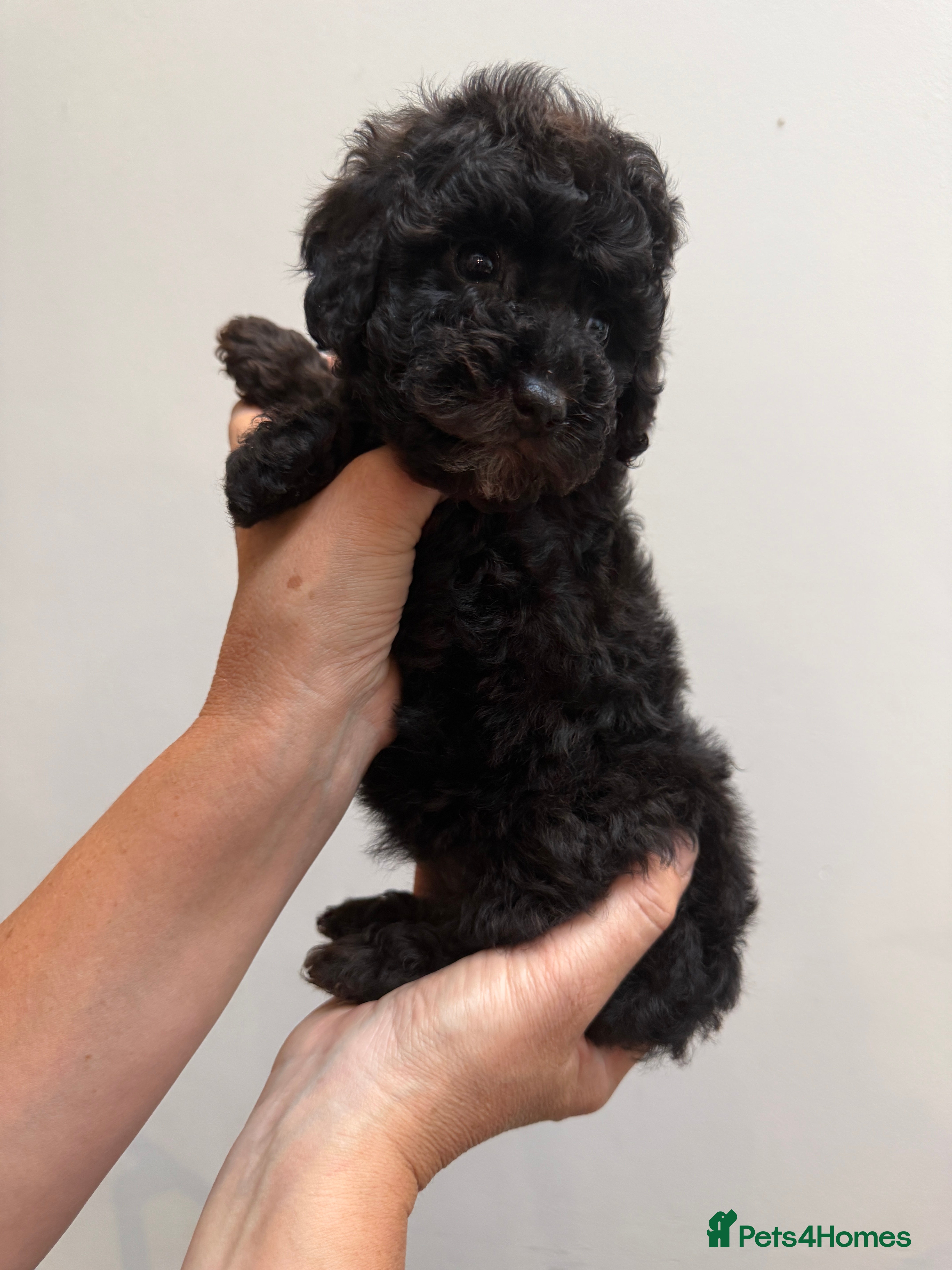 Miniature Poodle dogs Small miniature poodle puppies - Advert 2