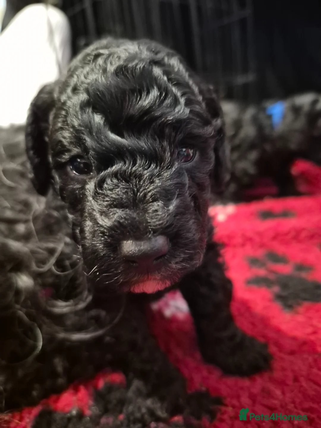 Toy Poodle dogs for sale: 2 Gorgeous KC reg Black Boy Toy Poodles in Tonypandy - Advert 2