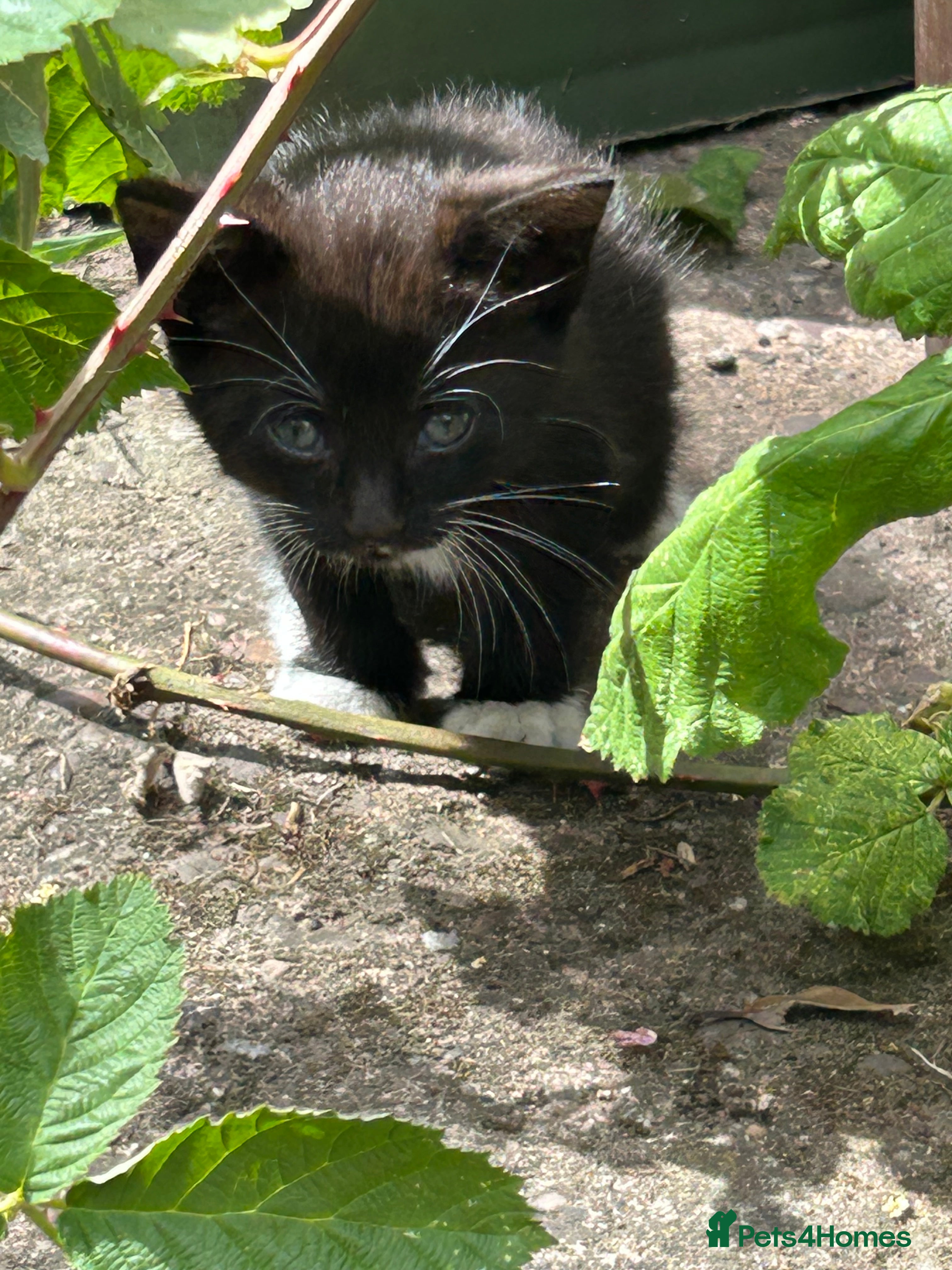 Mixed Breed cats 5 adorable kittens waiting for a good homes - Advert 1