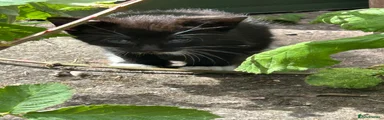 Mixed Breed Kitten 2
