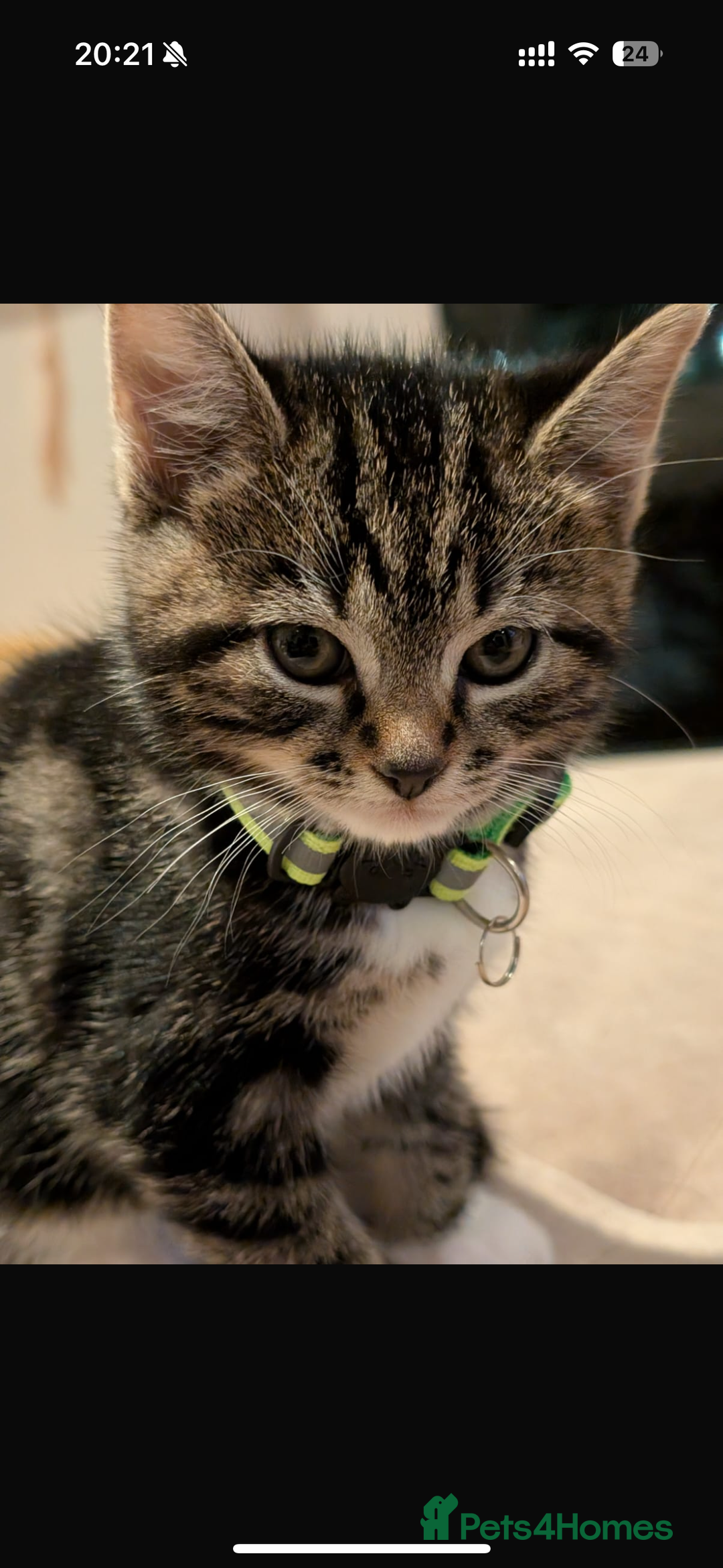 Mixed Breed cats for sale: Gorgeous mixed breed bengal and calico kittens - Advert 10