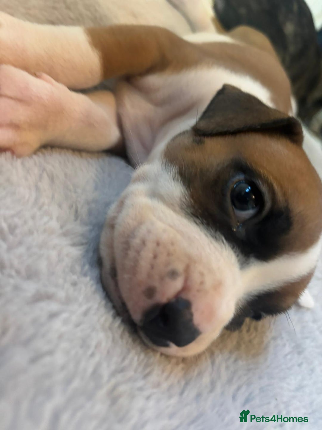 American Bulldog dogs for sale: American bulldog pups for sale - Advert 27