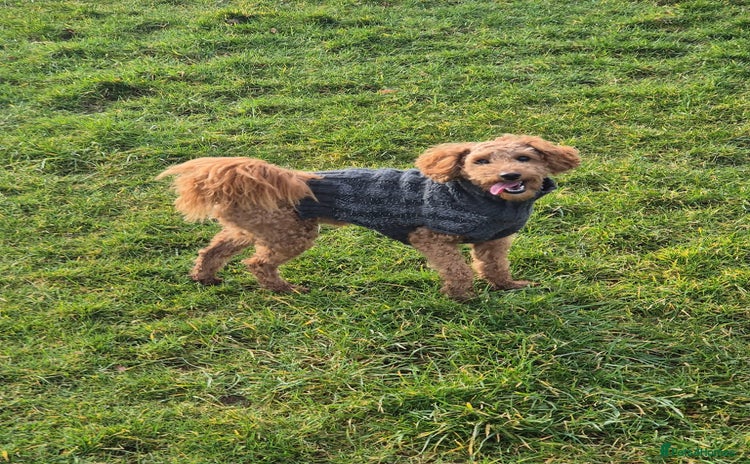 Toy Poodle dogs - Advert 1