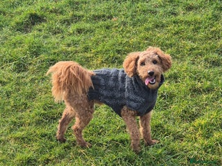 Toy Poodle dogs - Advert 1