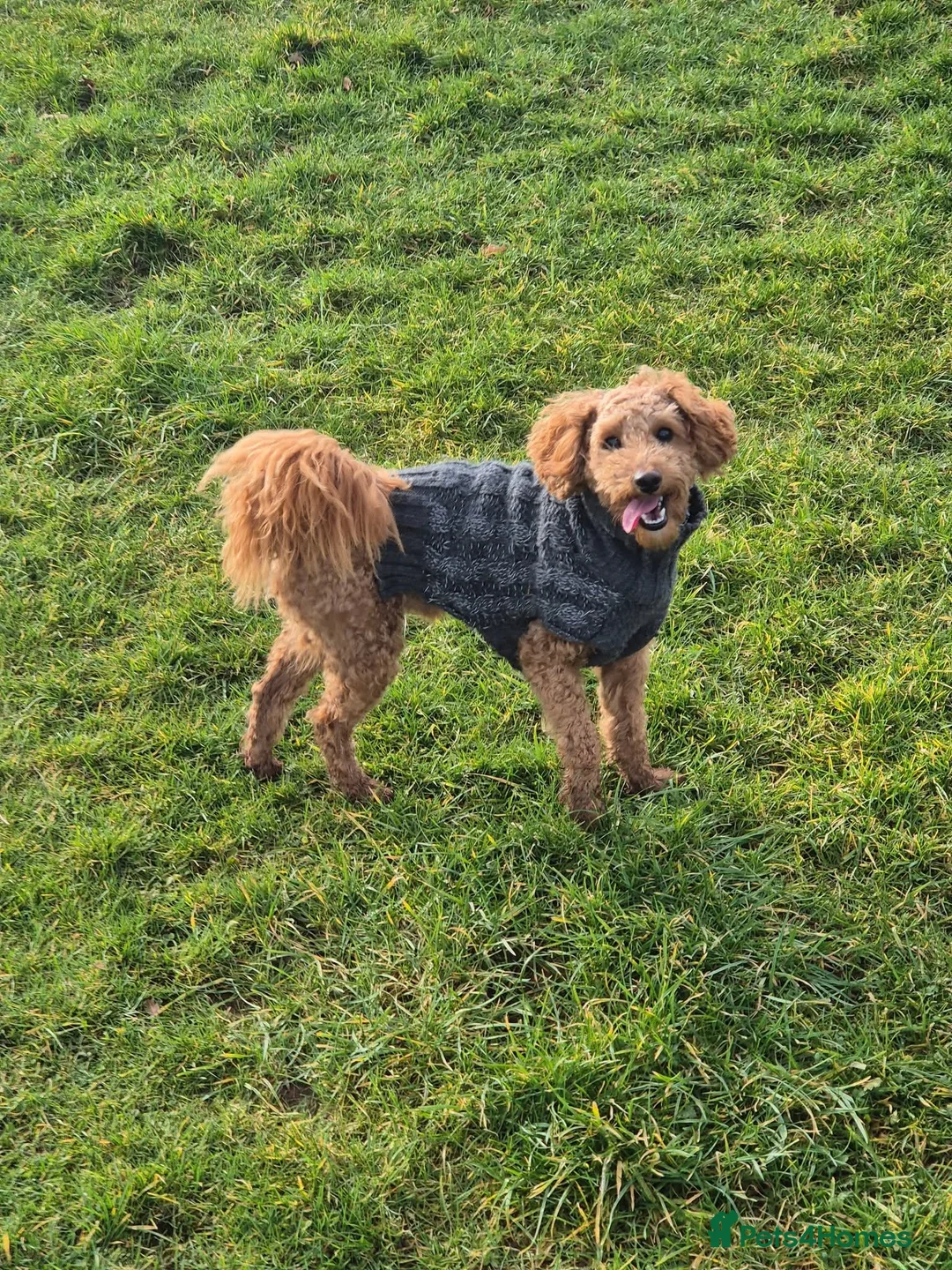 Toy Poodle dogs for stud: Stud Red Toy Poodle  - Advert 1