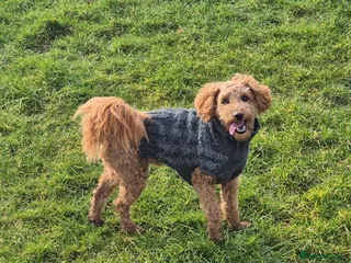 Toy Poodle dogs Stud Red Toy Poodle - Advert 5