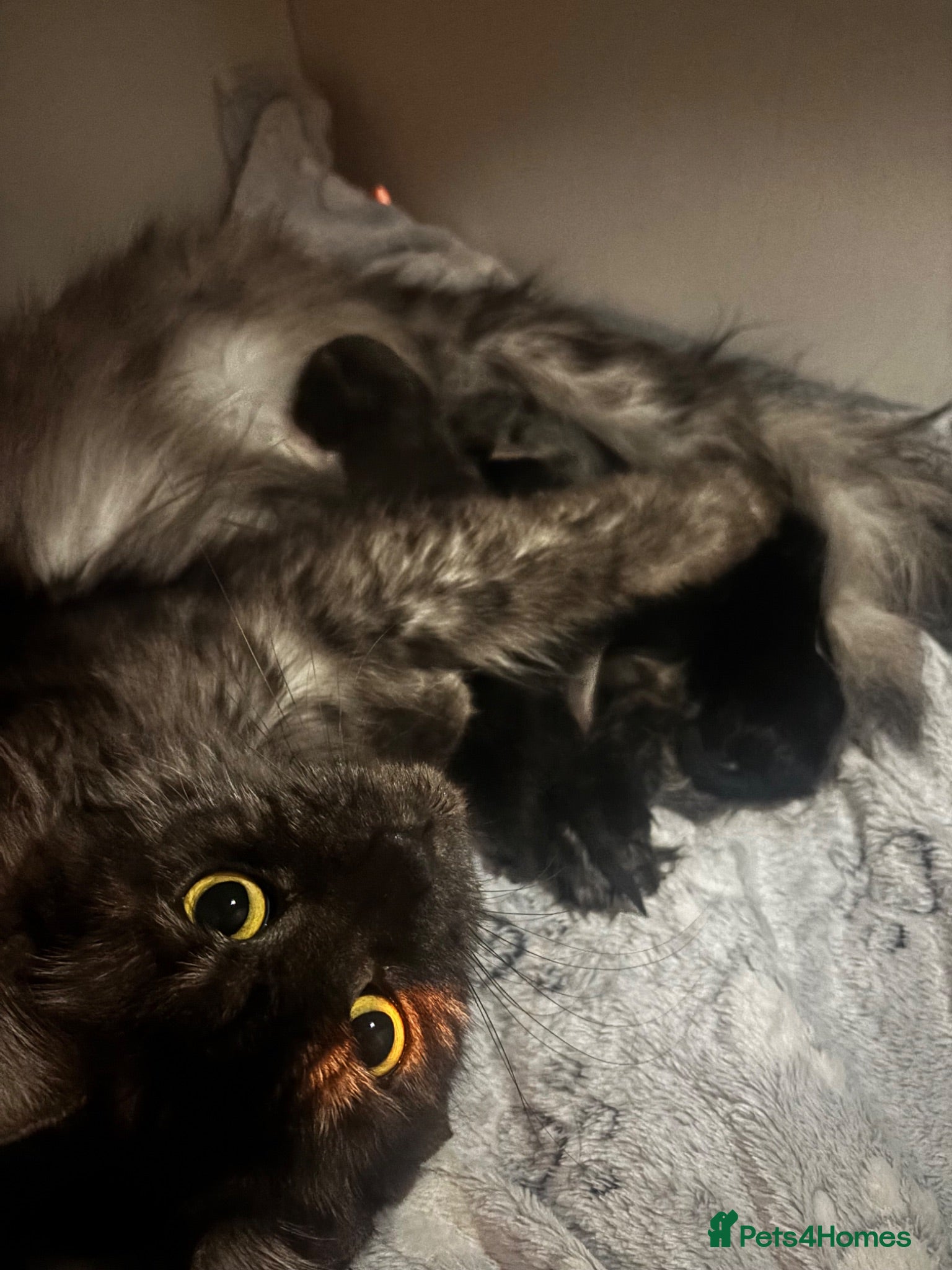 Maine Coon cats 3 Beautiful active Maine Coon Kitten’s - Advert 2