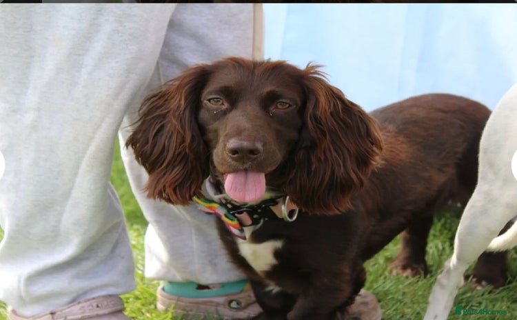 Mixed Breed dogs - Advert 1