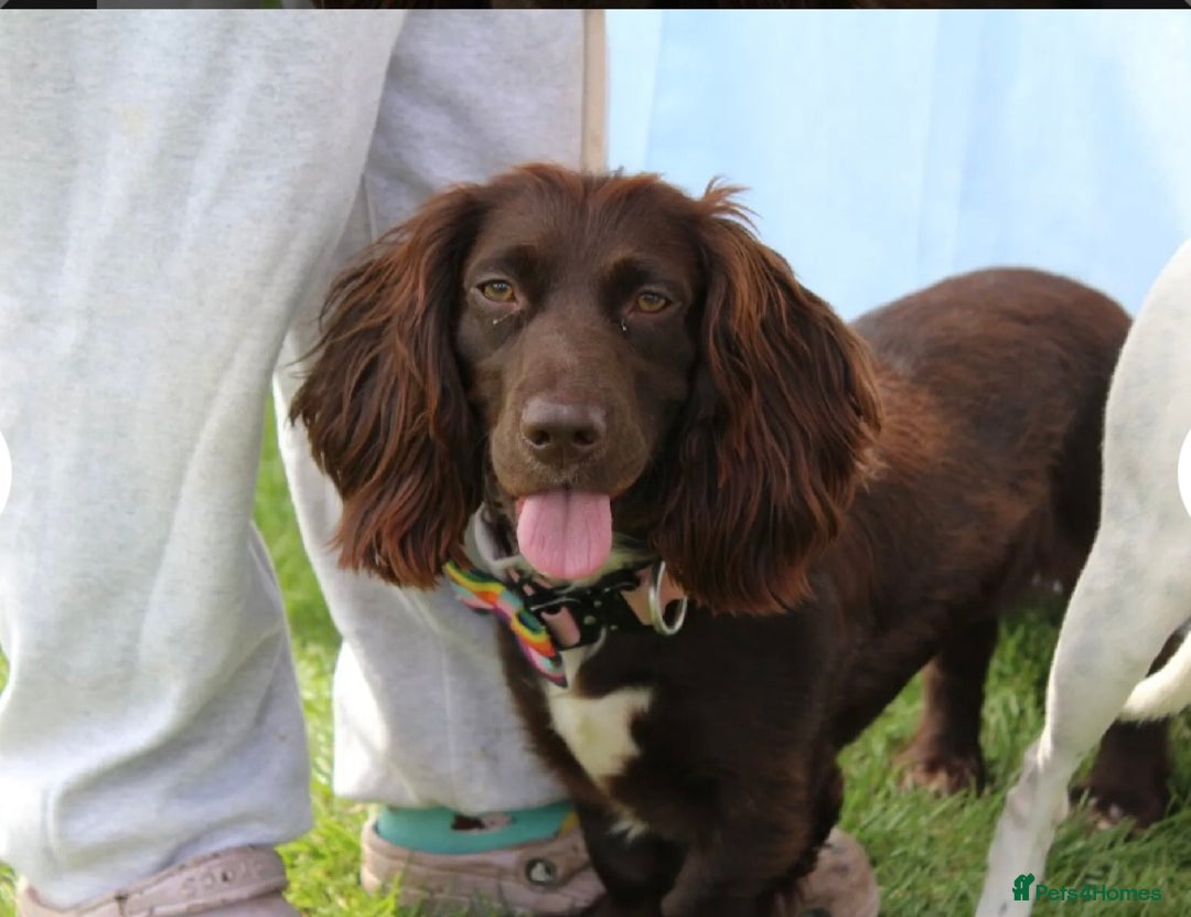 Mixed Breed dogs for sale: Lilly dachshund cocker spaniel  - Image 1
