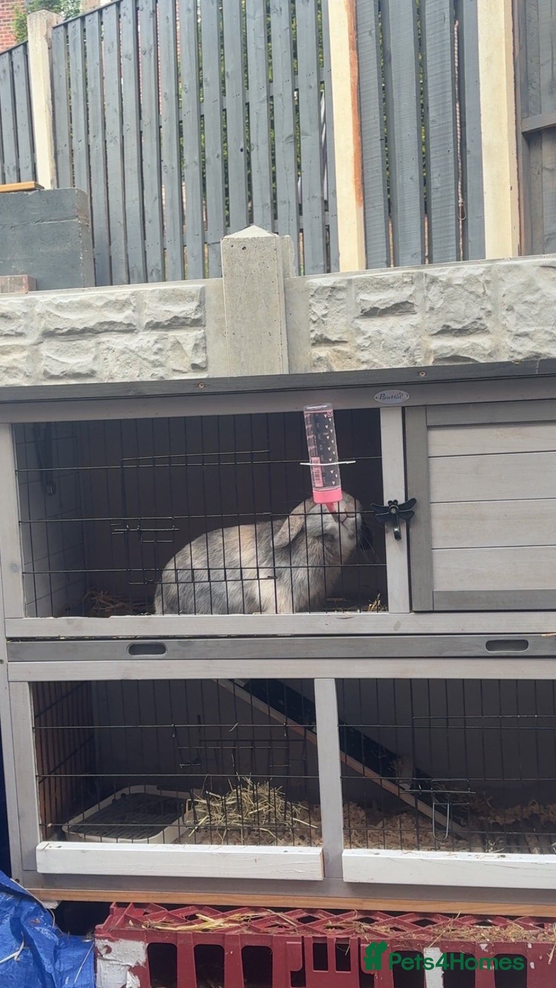 Dwarf Lop rabbits for sale: 2 male rabbits - Image 6