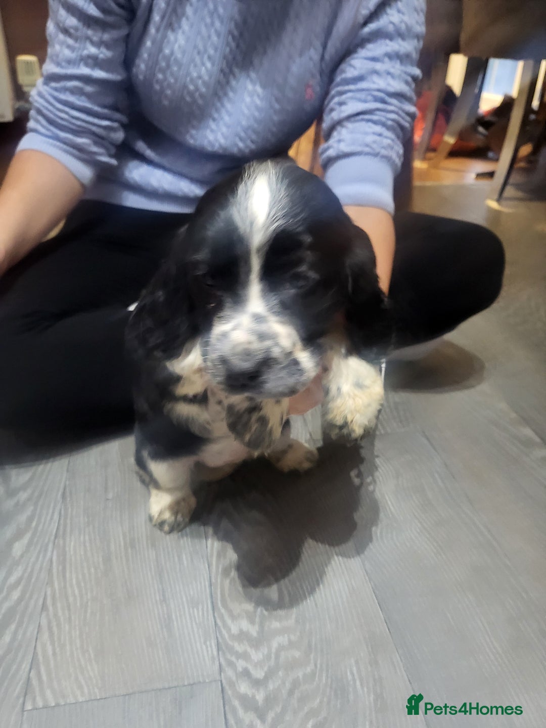Cocker Spaniel dogs for sale: Cocker spaniel puppies  - Image 6