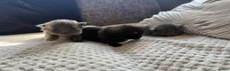 Mixed Breed cats for sale: ✨🐾Stunning domestic long haired kittens  - Advert 11