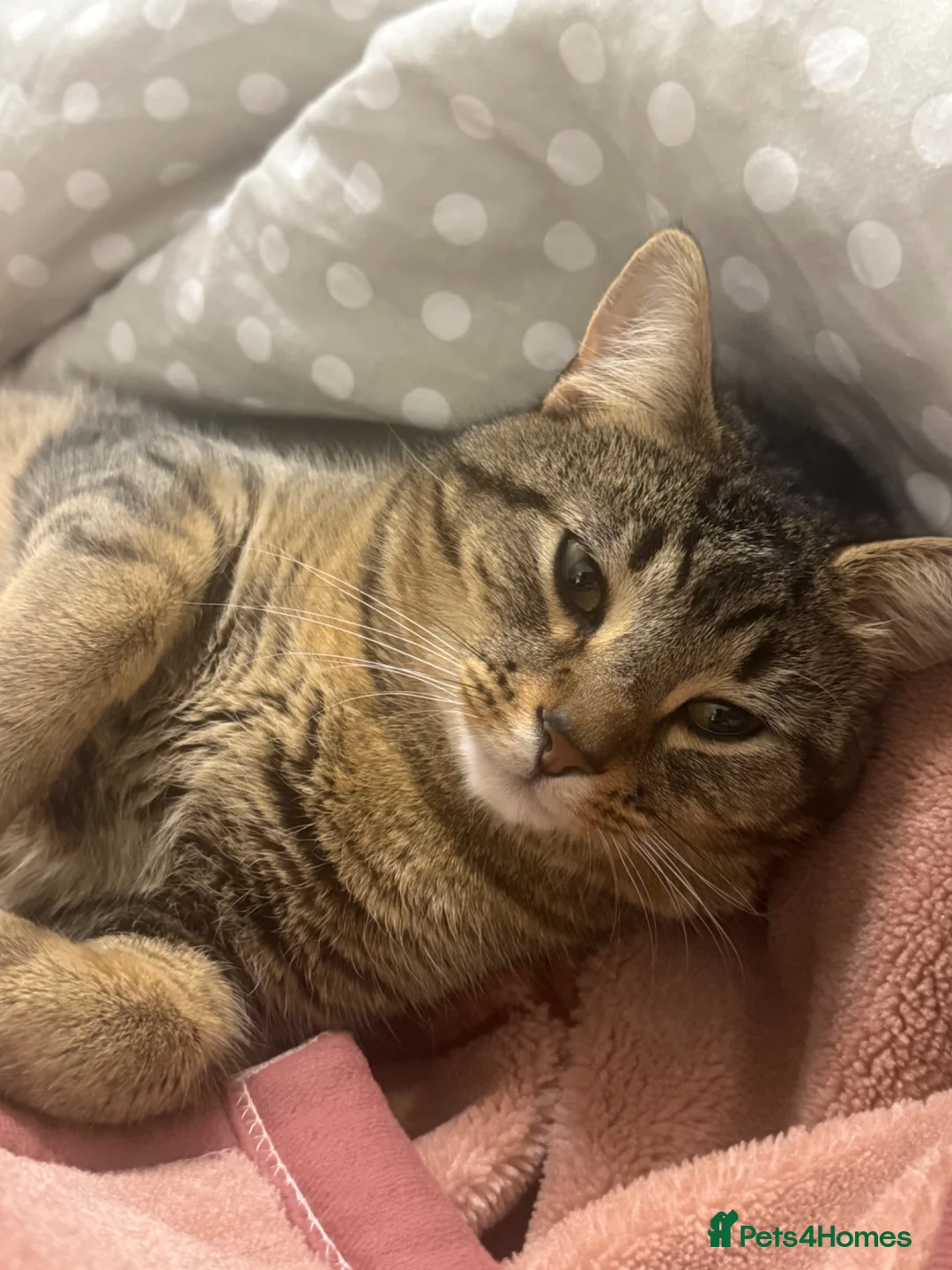 Mixed Breed cats for sale: Male mixed breed 10 months old Male  - Advert 2