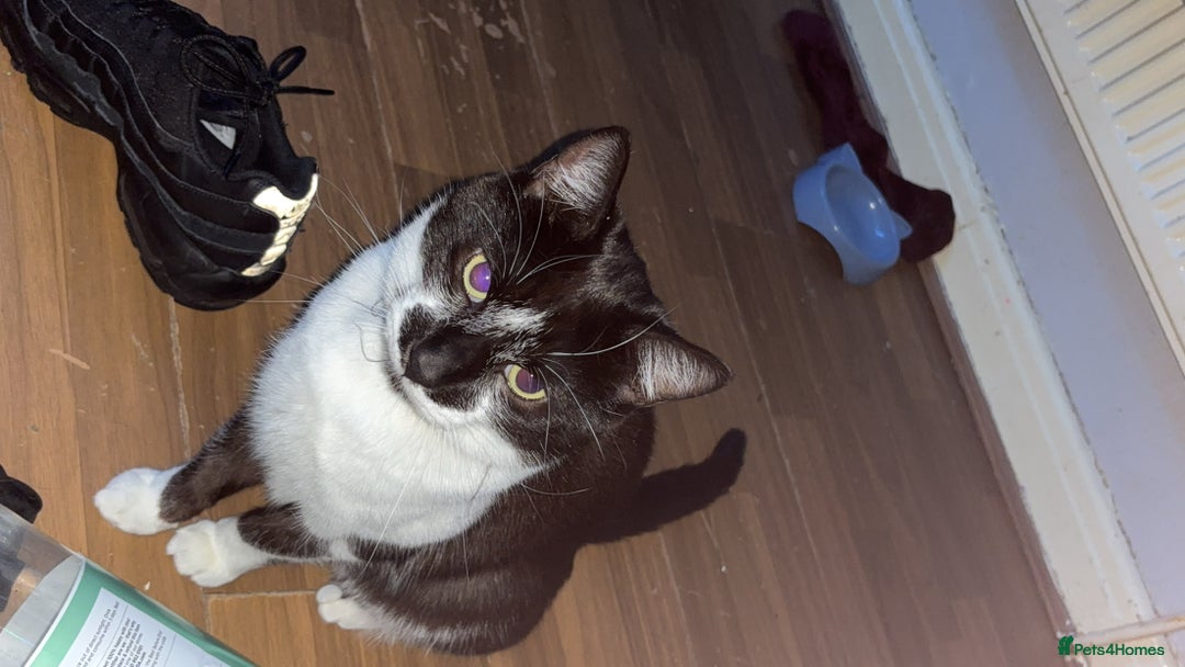 British Shorthair cats for sale: Friendly cats  - Advert 3