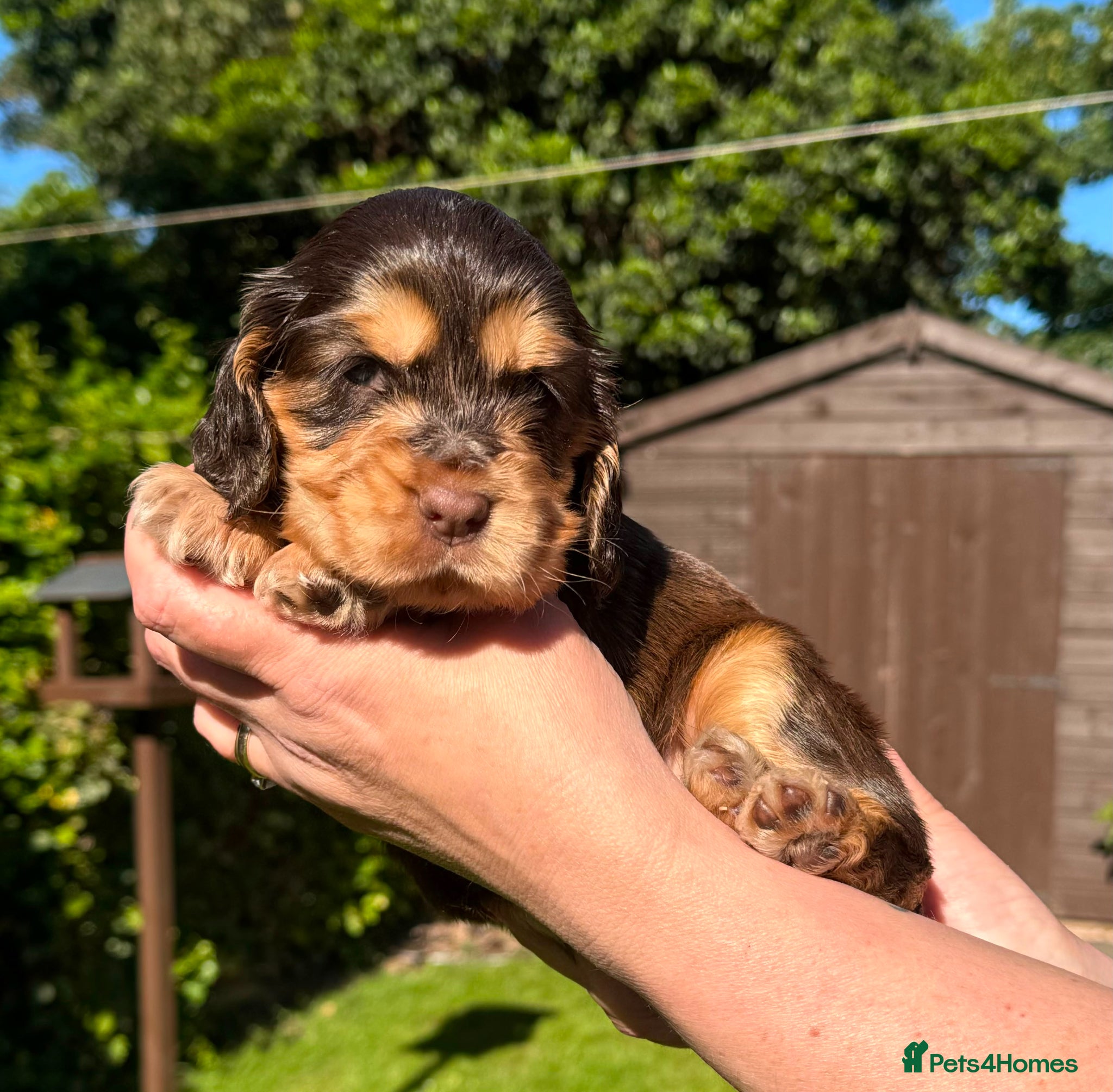 Cocker Spaniel dogs 🩷💜 ADORABLE KC HEALTH TESTED PAR SHOW COCKERS - Advert 1