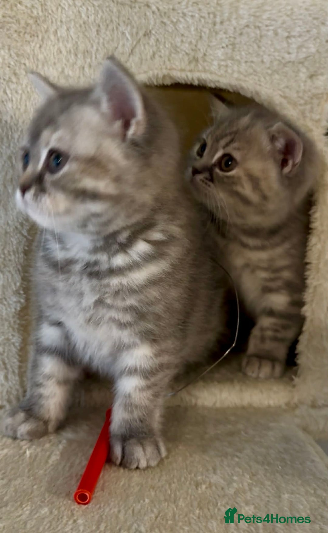 British Shorthair cats for sale: British Shorthair Kittens - Advert 16