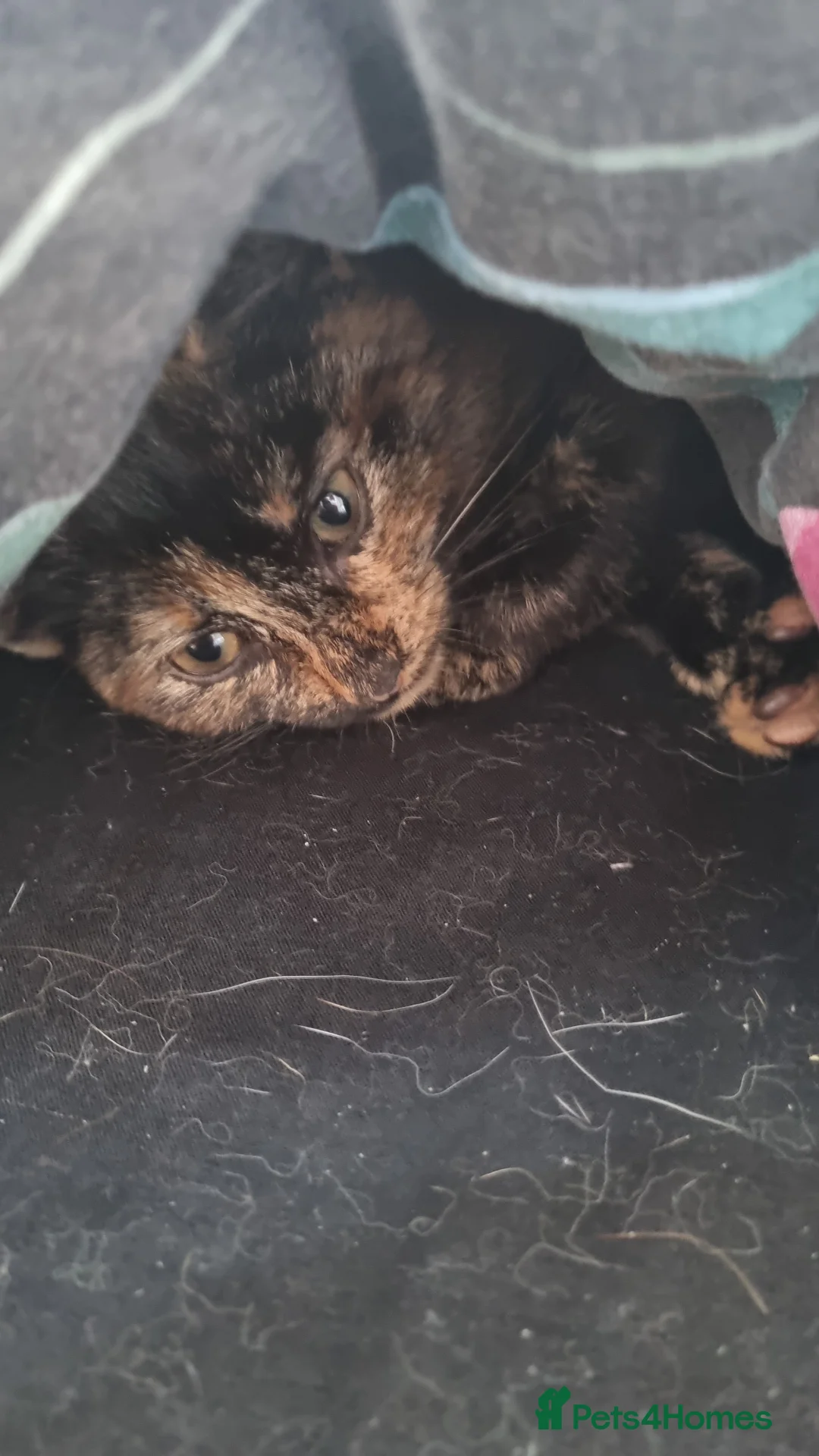 Mixed Breed cats for adoption: Sisters in Shepton Mallet - Advert 2