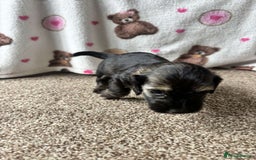 Dachshund dogs for sale: 🐾 Beautiful wired haired Dachshund Puppies - Image 9