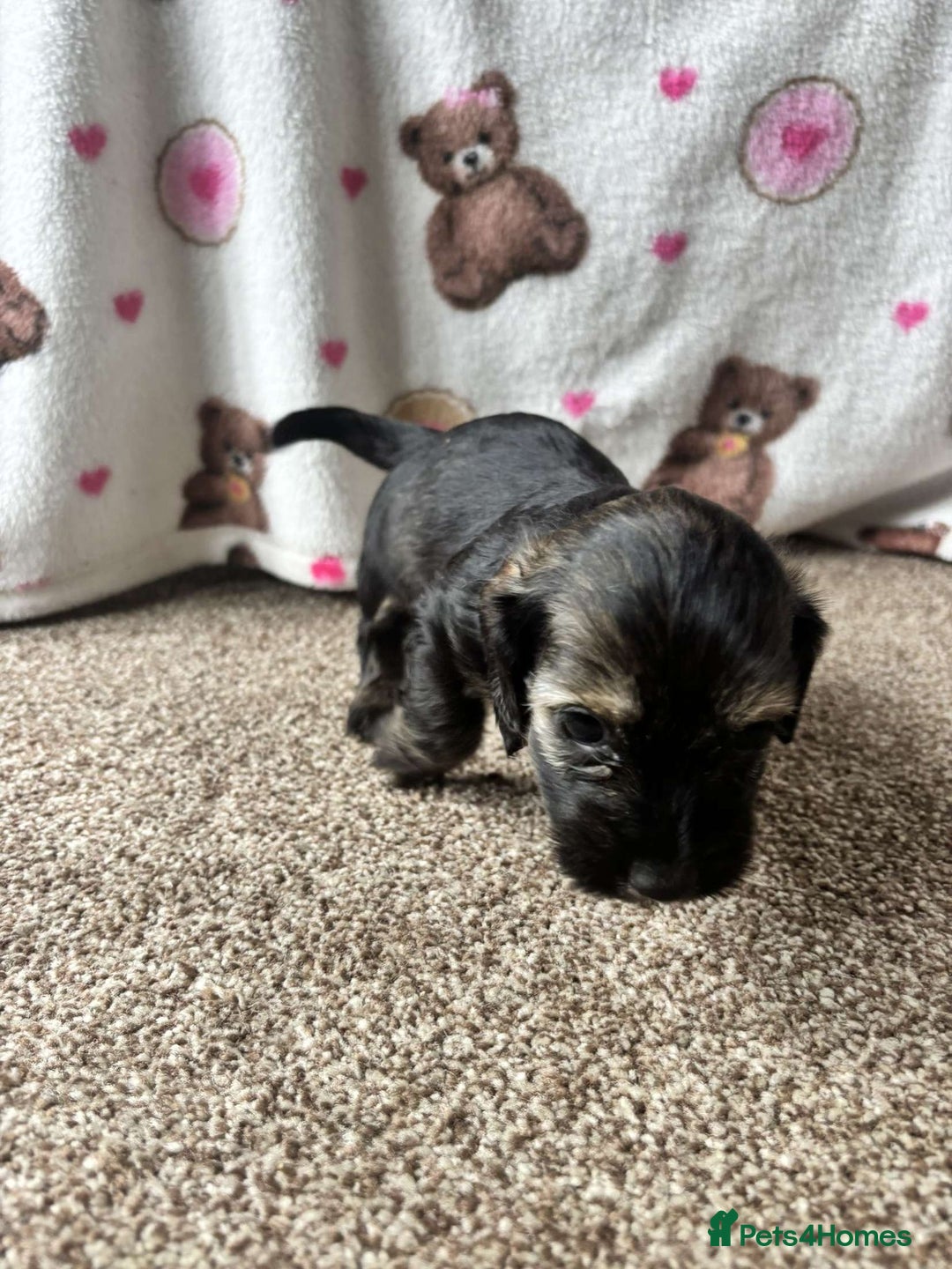 Dachshund dogs for sale: 🐾 Beautiful wired haired Dachshund Puppies - Image 9