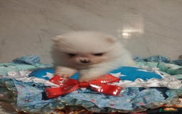 Pomeranian dogs for sale: 💝💝💝High-quality little boys💝💝💝 - Image 16