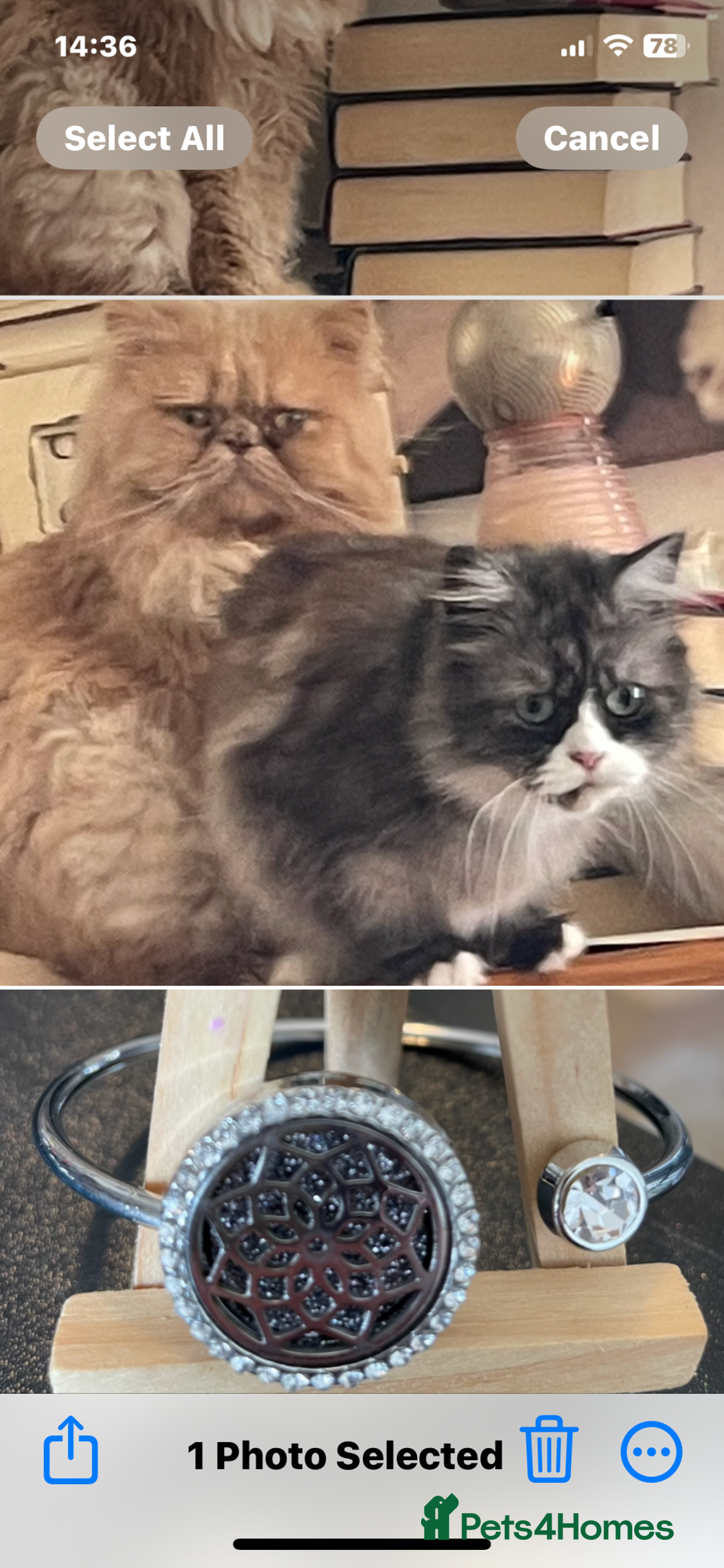 Ragdoll cats for sale: Ragdoll/Persian - Advert 1