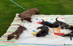 Miniature Dachshund dogs for sale: Miniature dachshounds  - Image 12