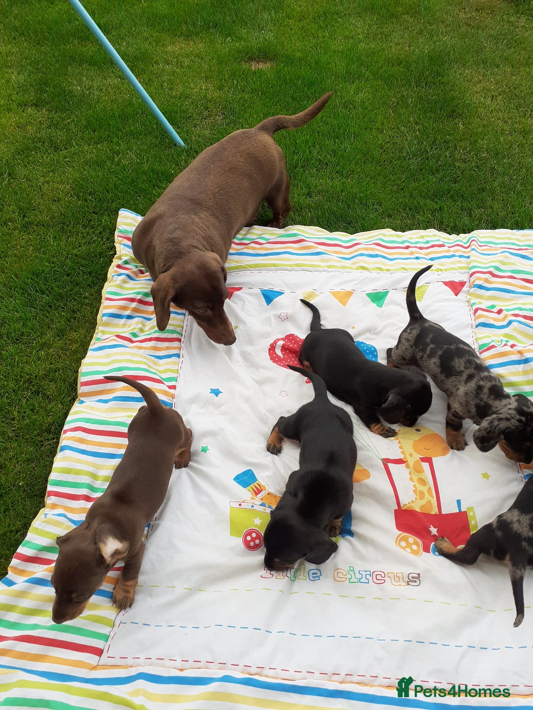 Miniature Dachshund dogs for sale: Miniature dachshounds  - Image 12