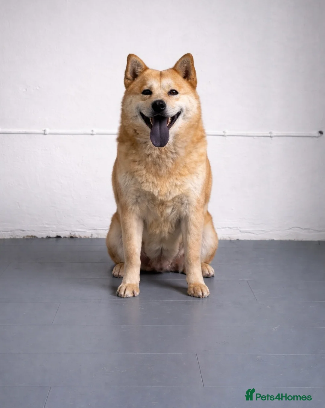 Mixed Breed dogs for sale: (Foxie) adult female mini chowsky for sale - Advert 1