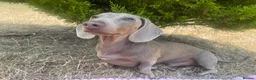 Dachshund dogs for sale: Isabella Tan Dachshund in Holsworthy - Advert 3