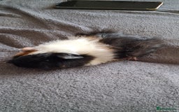 Guinea Pig rodents for sale: 4 baby girl guinea pigs and 1 boy - Image 5