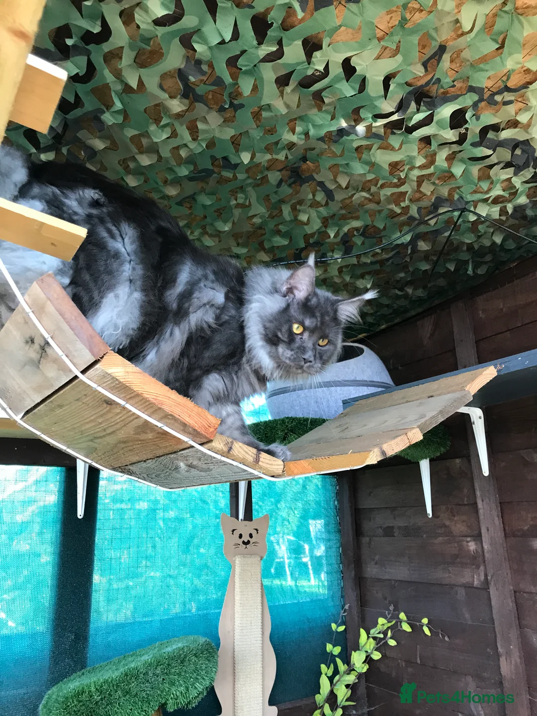 Maine Coon cats for stud: Stud Gccf duel Tica active blue smoke  in Grantham - Advert 2