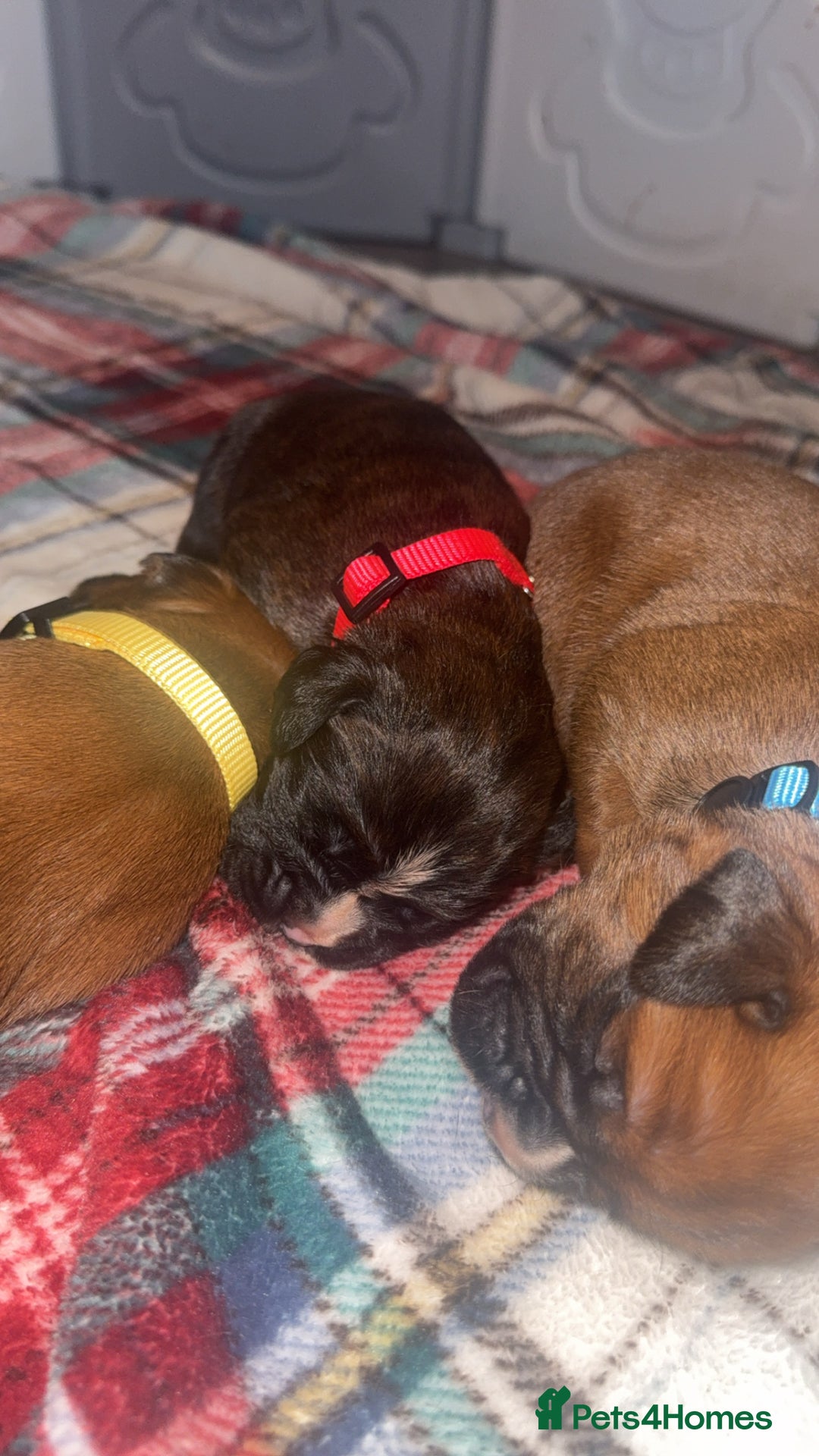 Boxer dogs for sale: Beautiful litter of 6 Pedigree Boxer Puppies  - Advert 6