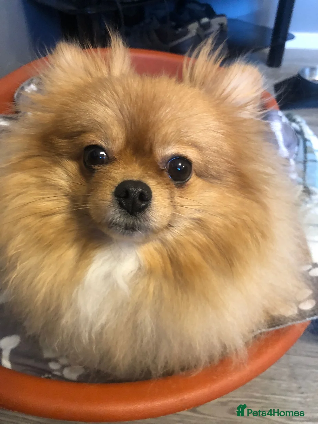 Pomeranian dogs for sale: Pomeranian pups  in Barnsley - Advert 36